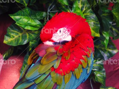 Red Papagayo Macaw Closeup