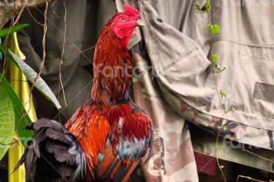 Colorful Thai Rooster