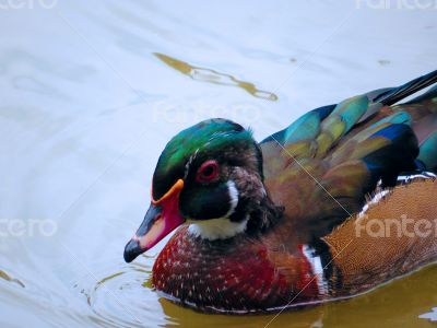 Young Mandarin Duck