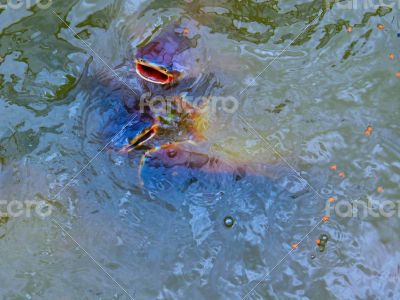 Blue Nose Cat Fish Surfacing in Pond