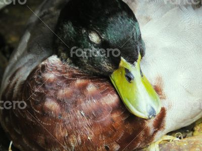 Green Neck Duck Sleeping