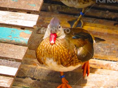 Young Mandarin Female Duck