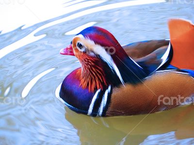 Adult Clolorful  Mandarin Duck