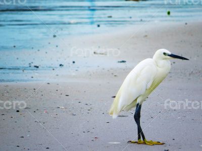 White Egret on the Shore of a Beach