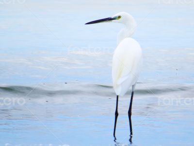 White Egret Sea Bird Closeup 6