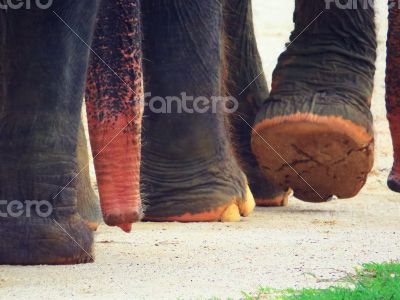 Elephant`s feet 