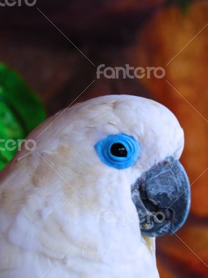 White Cacatue Parrot Closeup