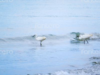 White Egrets Walking in the Water