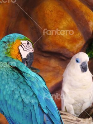 Blue and Yellow Macaw with White Parrot