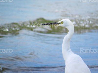 White Egret Sea Bird Closeup 2