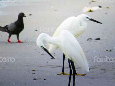 White Egrets on the Shore of a Beach