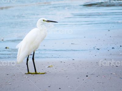 White Egret Contemplating from the Shore of a Beach