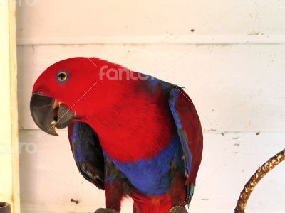 Female Eclectus Parrot Eating a Nut
