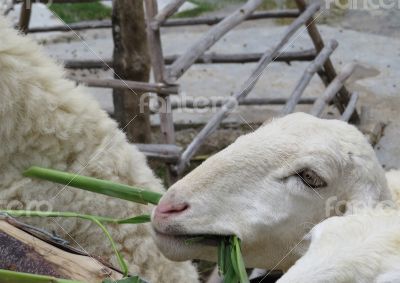 Sheep Eating bamboo