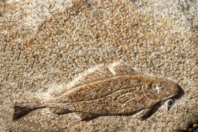 Codfish 