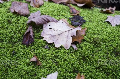 Oak leaf covered with water drops lies on the moss