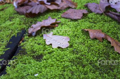 Oak leaf covered with water drops lies on the moss