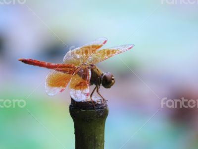 Urothemis signata signata Dragonfly over Bamboo