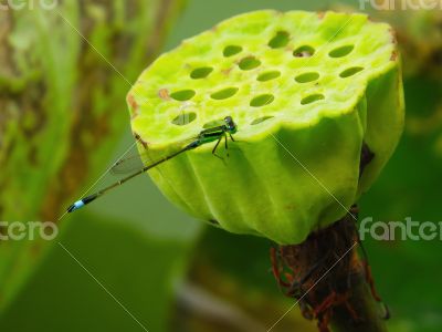 Male Agriocnemis Minima Dragonfly in Lotus Flower