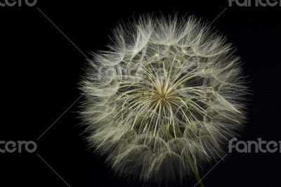 Giant Dandelion on Black