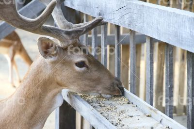 Young deer eating food from the feeder.