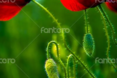 Poppies Poppies