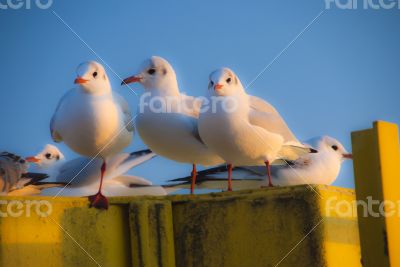 Gulls Gulls