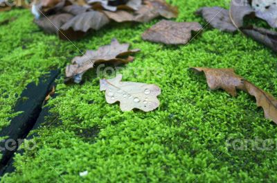 Oak leaf covered with water drops lies on the moss