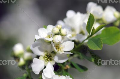 Bird cherry tree in blossom