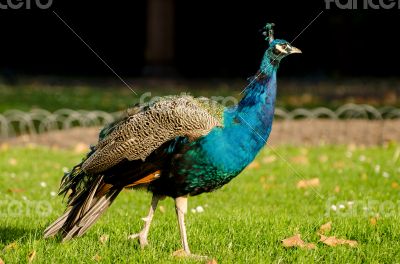 Peacock