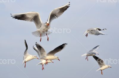 Seagulls