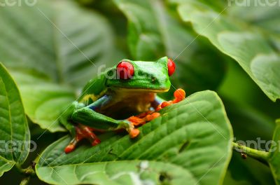 Red eyed tree frog