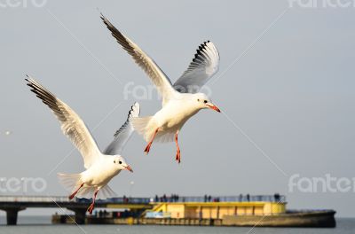 seagulls in Poland