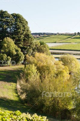 Vineyard Tasmania