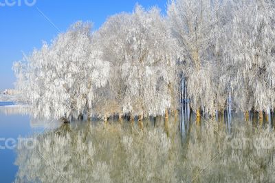 winter trees covered with frost