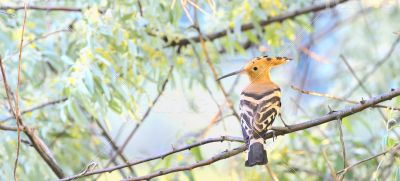 Eurasian Hoopoe