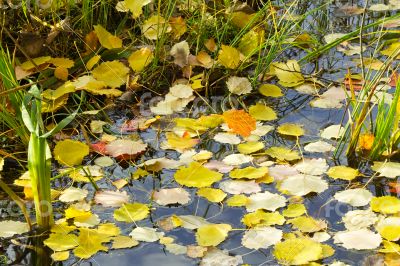 Fallen from the trees, the leaves on the surface of the water in