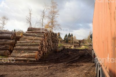 Cleared trees ready for transport