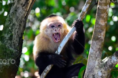 Monkey in Costa Rica