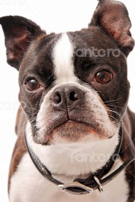 Boston Terrier Dog Close-up