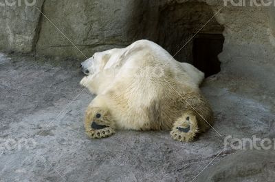 Polar bear