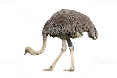 Ostrich Ostrich