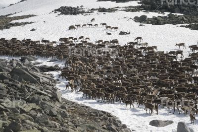 Herd of reindeers