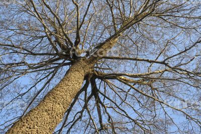 Winter tree, view from below