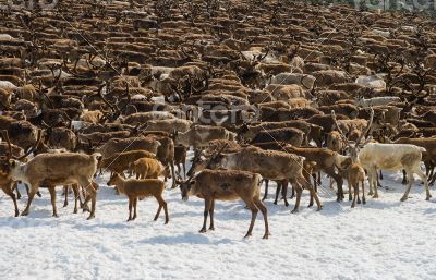 Herd of reindeers