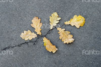 Oak leaves on asphalt Oak leaves on asphalt