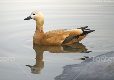 Ruddy sheldduck Ruddy sheldduck