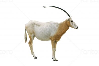 Scimitar horned oryx