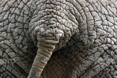 Elephant`s tail