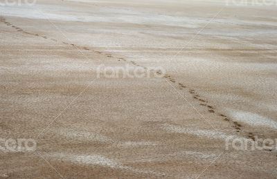 Salty land and footprints Salty land and footprints